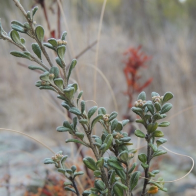 Phebalium squamulosum subsp. ozothamnoides (Alpine Phebalium, Scaly Phebalium) at Greenway, ACT - 20 Aug 2018 by michaelb