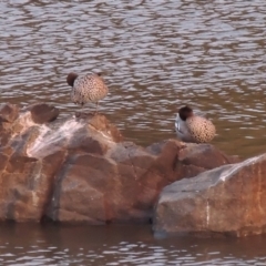 Chenonetta jubata (Australian Wood Duck) at Greenway, ACT - 20 Aug 2018 by michaelb