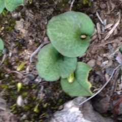 Cyrtostylis reniformis (Common Gnat Orchid) at Acton, ACT - 25 Aug 2018 by PeterR