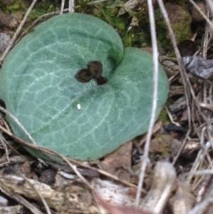 Cyrtostylis reniformis at suppressed - suppressed