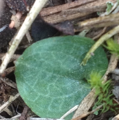 Cyrtostylis reniformis (Common Gnat Orchid) at  - suppressed by PeterR