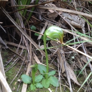 Pterostylis nutans at Canberra Central, ACT - suppressed