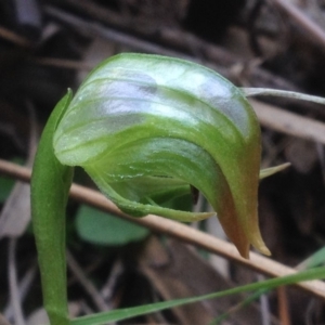 Pterostylis nutans at Canberra Central, ACT - suppressed