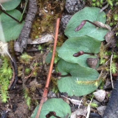 Cyrtostylis reniformis (Common Gnat Orchid) at  - suppressed by PeterR