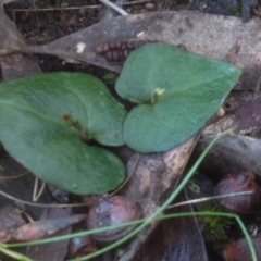 Acianthus sp. (Mayflower Orchid) at Molonglo Valley, ACT - 21 Jul 2018 by PeterR