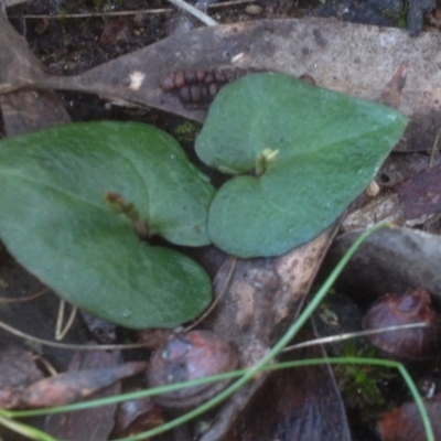 Acianthus sp. (Mayflower Orchid) at Point 5438 - 21 Jul 2018 by PeterR
