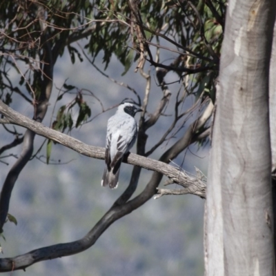 Coracina novaehollandiae (Black-faced Cuckooshrike) at Michelago, NSW - 9 Dec 2011 by Illilanga