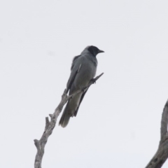 Coracina novaehollandiae (Black-faced Cuckooshrike) at Michelago, NSW - 23 Apr 2012 by Illilanga