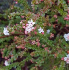 Leionema lamprophyllum subsp. obovatum (Shiny Phebalium) at Tharwa, ACT - 31 Aug 2018 by ACTBioSecurity