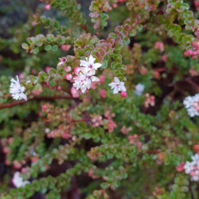 Leionema lamprophyllum subsp. obovatum (Shiny Phebalium) at Tharwa, ACT - 31 Aug 2018 by ACTBioSecurity