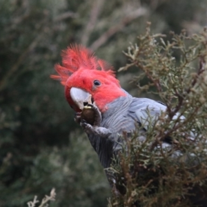 Callocephalon fimbriatum at Chifley, ACT - 31 Aug 2018