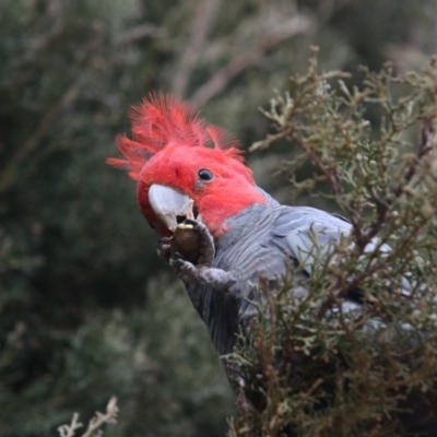 Callocephalon fimbriatum (Gang-gang Cockatoo) at Chifley, ACT - 30 Aug 2018 by redsnow