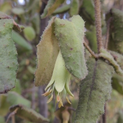 Correa reflexa var. reflexa (Common Correa, Native Fuchsia) at Greenway, ACT - 20 Aug 2018 by michaelb