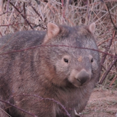 Vombatus ursinus (Bare-nosed Wombat) at Greenway, ACT - 20 Aug 2018 by MichaelBedingfield