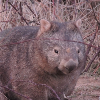 Vombatus ursinus (Common wombat, Bare-nosed Wombat) at Greenway, ACT - 20 Aug 2018 by michaelb