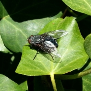 Calliphora sp. (genus) at Kambah, ACT - 30 Aug 2018