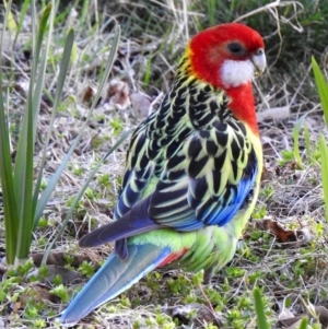 Platycercus eximius at Aranda, ACT - 26 Aug 2018