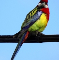 Platycercus eximius at Aranda, ACT - 26 Aug 2018 11:10 AM