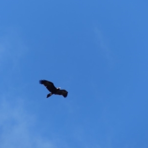 Aquila audax at Hackett, ACT - 1 Sep 2018 09:47 AM