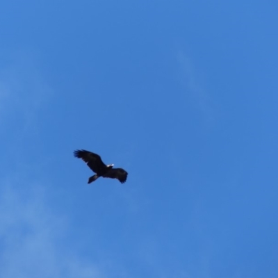 Aquila audax (Wedge-tailed Eagle) at Hackett, ACT - 31 Aug 2018 by WalterEgo