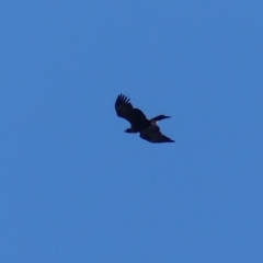 Aquila audax at Hackett, ACT - 1 Sep 2018 09:47 AM