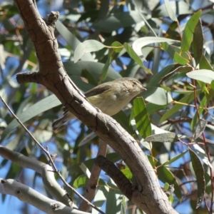 Smicrornis brevirostris at Majura, ACT - 1 Sep 2018