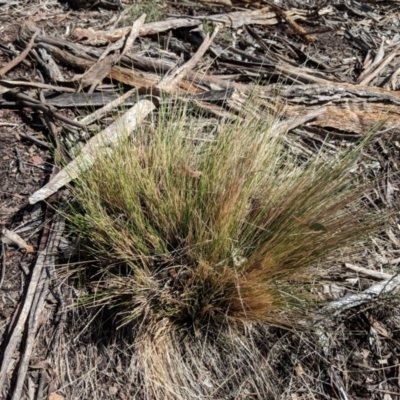 Nassella trichotoma (Serrated Tussock) at Majura, ACT - 1 Sep 2018 by WalterEgo