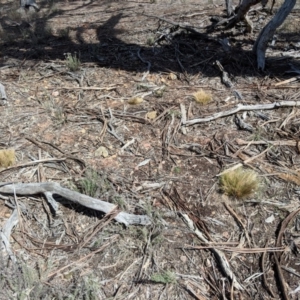 Nassella trichotoma at Majura, ACT - 1 Sep 2018