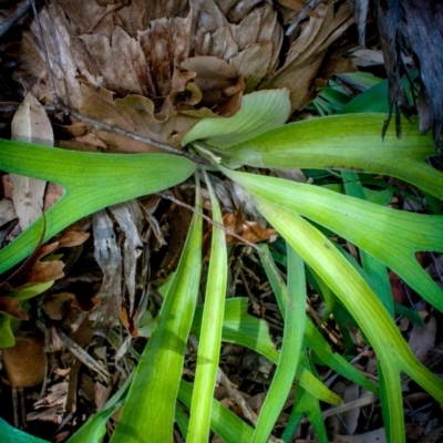 Platycerium bifurcatum (Elkhorn) at Corunna, NSW - 31 Aug 2018 by LocalFlowers