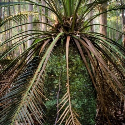 Macrozamia communis (Burrawang) at Corunna, NSW - 31 Aug 2018 by LocalFlowers