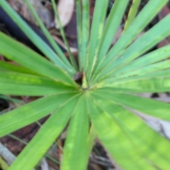 Livistona australis (Australian Cabbage Palm) at Corunna, NSW - 31 Aug 2018 by LocalFlowers