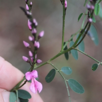 Indigofera australis subsp. australis (Australian Indigo) at Corunna, NSW - 31 Aug 2018 by LocalFlowers