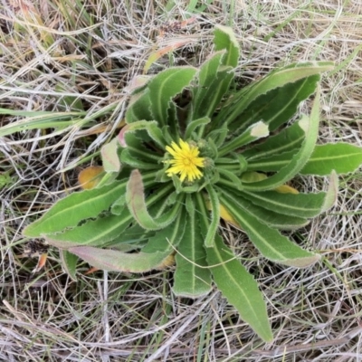 Picris angustifolia subsp. merxmuelleri at Kosciuszko National Park - 16 Dec 2012 by JanetRussell