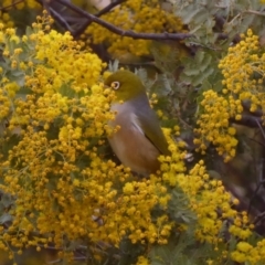 Zosterops lateralis at Deakin, ACT - 1 Sep 2018