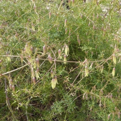 Clematis leptophylla (Small-leaf Clematis, Old Man's Beard) at Hughes, ACT - 1 Sep 2018 by JackyF