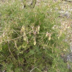 Clematis leptophylla at Hughes, ACT - 1 Sep 2018