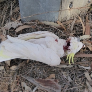 Cacatua galerita at Hughes, ACT - 1 Sep 2018