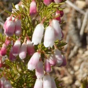 Erica lusitanica at Isaacs, ACT - 1 Sep 2018