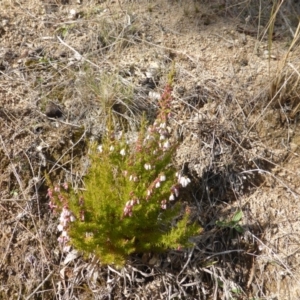 Erica lusitanica at Isaacs, ACT - 1 Sep 2018