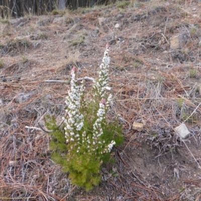 Erica lusitanica (Spanish Heath ) at Isaacs, ACT - 1 Sep 2018 by Mike