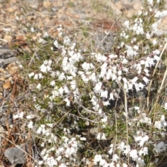 Cryptandra amara (Bitter Cryptandra) at Isaacs, ACT - 1 Sep 2018 by Mike