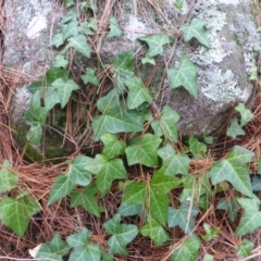 Hedera sp. (helix or hibernica) (Ivy) at Isaacs, ACT - 1 Sep 2018 by Mike