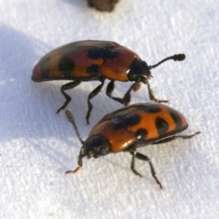 Episcaphula australis (Fungus beetle) at Ainslie, ACT - 30 Aug 2018 by jb2602