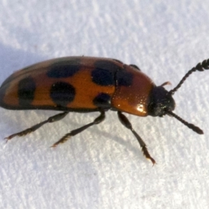 Episcaphula australis at Ainslie, ACT - 30 Aug 2018