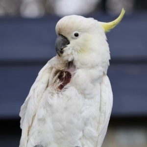 Cacatua galerita at Higgins, ACT - 1 Sep 2018