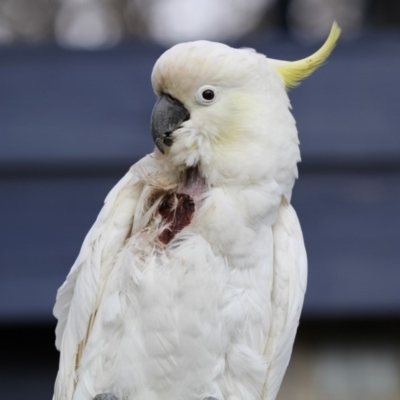 Cacatua galerita (Sulphur-crested Cockatoo) at Higgins, ACT - 1 Sep 2018 by AlisonMilton