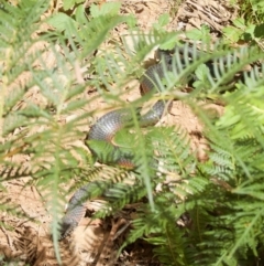 Austrelaps ramsayi (Highlands Copperhead) at Cotter River, ACT - 28 Feb 2009 by KMcCue