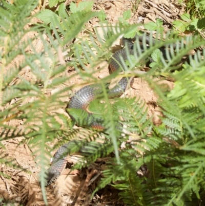 Austrelaps ramsayi (Highlands Copperhead) at Cotter River, ACT - 28 Feb 2009 by KMcCue