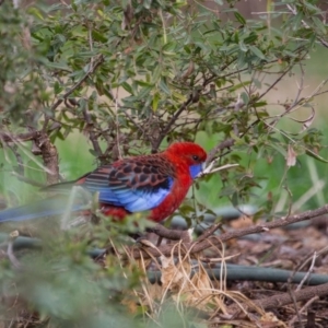 Platycercus elegans at Murrumbateman, NSW - 1 Sep 2018 08:29 AM