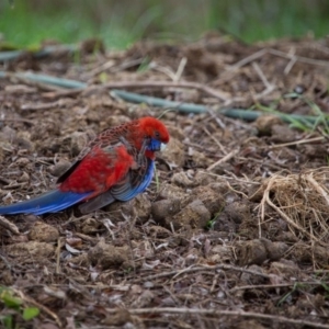 Platycercus elegans at Murrumbateman, NSW - 1 Sep 2018